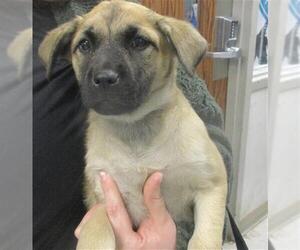 Anatolian Shepherd Dogs for adoption in Oklahoma City, OK, USA