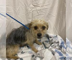 Mutt Dogs for adoption in Modesto, CA, USA