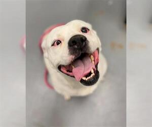 Bullboxer Pit Dogs for adoption in Peoria, IL, USA