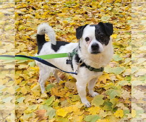 Chug Dogs for adoption in Princeton, MN, USA