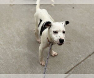 American Pit Bull Terrier-Unknown Mix Dogs for adoption in Tulsa, OK, USA