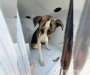 Harrier-Labrador Retriever Mix Dogs for adoption in Houston, TX, USA