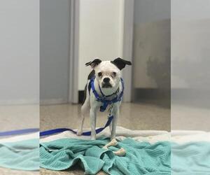 Puggle Dogs for adoption in Boston, MA, USA