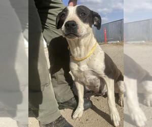 American Pit Bull Terrier Dogs for adoption in Bakersfield, CA, USA