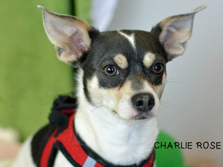 Rat-Cha Dogs for adoption in Conroe, TX, USA