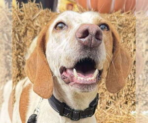 Mutt Dogs for adoption in Rustburg, VA, USA