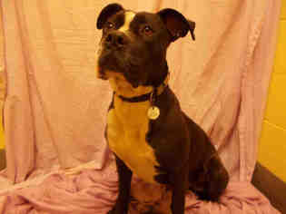 Bulloxer Dogs for adoption in Forestville, MD, USA