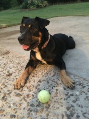 Rottweiler-Unknown Mix Dogs for adoption in Tom Bean, TX, USA