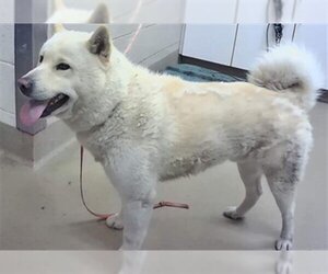 Akita Dogs for adoption in Santa Maria, CA, USA