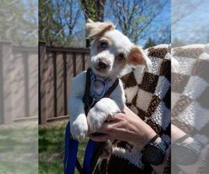 Silky Terrier-Unknown Mix Dogs for adoption in Plymouth, MN, USA