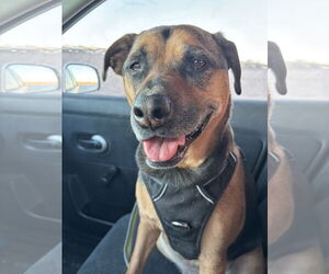 Beagle-Unknown Mix Dogs for adoption in Williamsburg, NM, USA