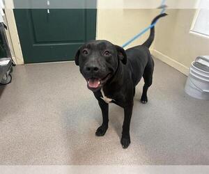American Pit Bull Terrier-Labrador Retriever Mix Dogs for adoption in Pasadena, CA, USA