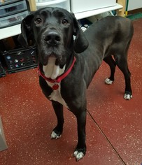 Great Dane Dogs for adoption in Fargo, ND, USA