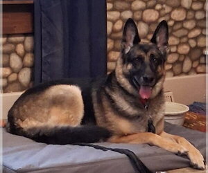 German Shepherd Dog-Unknown Mix Dogs for adoption in Fort Wayne, IN, USA