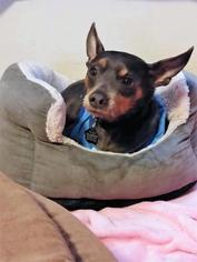 Miniature Pinscher Dogs for adoption in Oakley, CA, USA