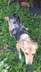 Medium Photo #1 Australian Shepherd-Unknown Mix Puppy For Sale in Pipe Creek, TX, USA