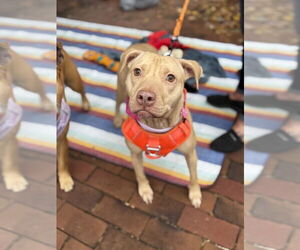 American Pit Bull Terrier-American Staffordshire Terrier Mix Dogs for adoption in Shermans Dale, PA, USA