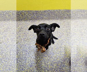 Dachshund-Unknown Mix Dogs for adoption in Metairie, LA, USA