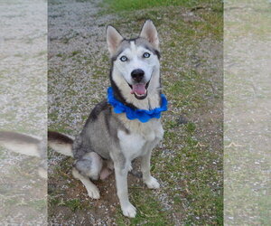Siberian Husky-Unknown Mix Dogs for adoption in McKinney, TX, USA