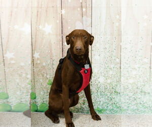 Chocolate Labrador retriever-Doberman Pinscher Mix Dogs for adoption in Minneaoplis, MN, USA