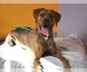 Plott Hound Dogs for adoption in Aurora, CO, USA