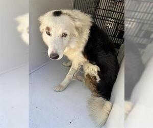Great Pyrenees Dogs for adoption in Houston, TX, USA