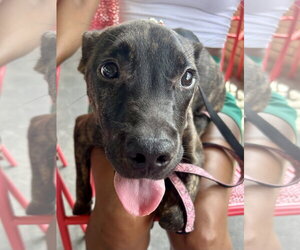 Mutt Dogs for adoption in Columbus, IN, USA