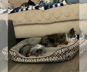 Australian Shepherd Dogs for adoption in Uwchlan, PA, USA