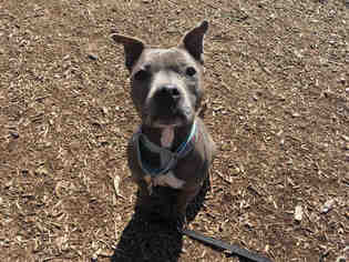 American Staffordshire Terrier Dogs for adoption in Urbana, IL, USA