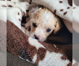 Shih Tzu-Unknown Mix Dogs for adoption in New London, WI, USA