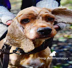 Cocker Spaniel Dogs for adoption in Peoria, IL, USA