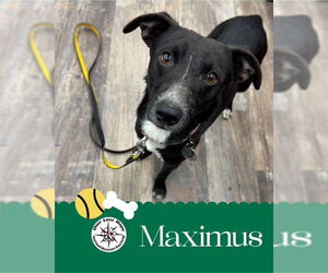 Border Collie-Chihuahua Mix Dogs for adoption in Princeton, British Columbia, Canada