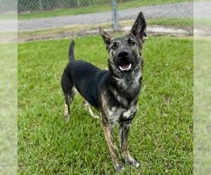 German Shepherd Dog-Unknown Mix Dogs for adoption in Conroe, TX, USA