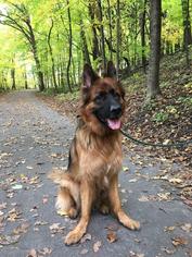 German Shepherd Dog Dogs for adoption in Hugo, MN, USA