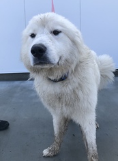 Great Pyrenees Dogs for adoption in Fresno, CA, USA