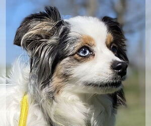 Australian Shepherd Dogs for adoption in Pacolet, SC, USA