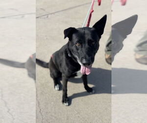 Medium Photo #4 Labrador Retriever-Unknown Mix Puppy For Sale in Williamsburg, IA, USA