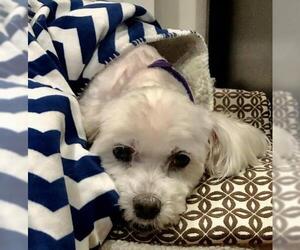 Havanese-Unknown Mix Dogs for adoption in Placentia, CA, USA