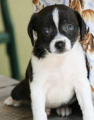 Cheeks Dogs for adoption in Monroe, GA, USA