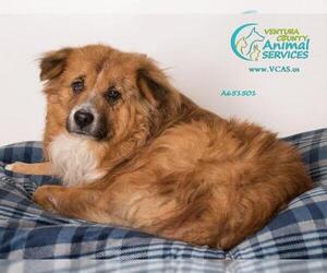 Border Collie Dogs for adoption in Camarillo, CA, USA