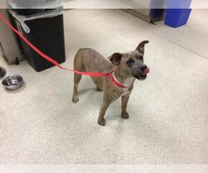 Labrador Retriever-Unknown Mix Dogs for adoption in Riverside, CA, USA