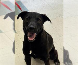 Labrador Retriever Dogs for adoption in Corpus Christi, TX, USA