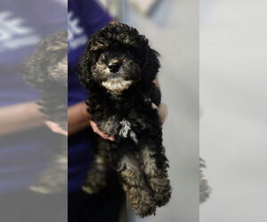 Cavapoo Dogs for adoption in Foristell, MO, USA