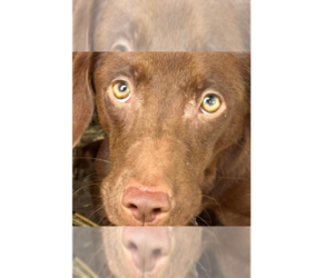Boykin Spaniel-Whippet Mix Dogs for adoption in New York, NY, USA