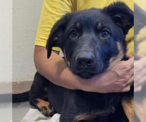 German Shepherd Dog-Unknown Mix Dogs for adoption in San Antonio, TX, USA