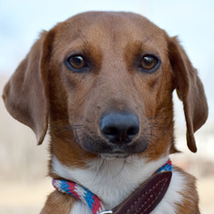 Bocker Dogs for adoption in Huntley, IL, USA
