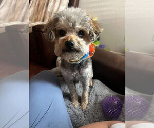 Poodle (Miniature)-Unknown Mix Dogs for adoption in Grafton, WI, USA
