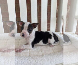 Mutt Dogs for adoption in Euless, TX, USA