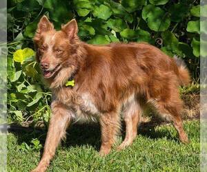 Border Collie Dogs for adoption in Paso Robles, CA, USA