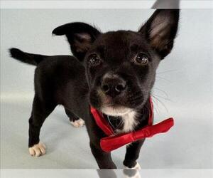Australian Shepherd-Unknown Mix Dogs for adoption in Fort Collins, CO, USA